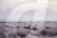 FEATURE -  Wintermorgen im Richmond Park, London