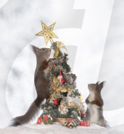 FEATURE - Eichhörnchen in Weihnachtsstimmung