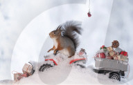FEATURE - Eichhörnchen in Weihnachtsstimmung