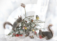 FEATURE - Eichhörnchen in Weihnachtsstimmung