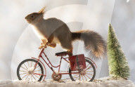 FEATURE - Eichhörnchen in Weihnachtsstimmung