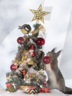 FEATURE - Eichhörnchen in Weihnachtsstimmung