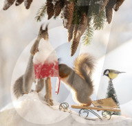 FEATURE - Eichhörnchen in Weihnachtsstimmung