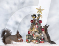 FEATURE - Eichhörnchen in Weihnachtsstimmung