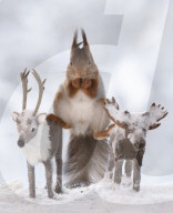 FEATURE - Eichhörnchen in Weihnachtsstimmung