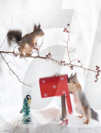 FEATURE - Eichhörnchen in Weihnachtsstimmung