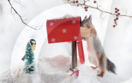 FEATURE - Eichhörnchen in Weihnachtsstimmung