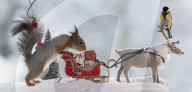 FEATURE - Eichhörnchen in Weihnachtsstimmung
