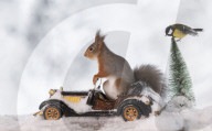FEATURE - Eichhörnchen in Weihnachtsstimmung