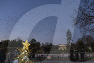 NEWS - Der nationale Weihnachtsbaum  vor dem Weissen Haus in Washington