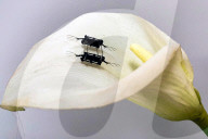 FEATURE - Flugrobotern in Käfergrösse, die eines Tages Blumen bestäuben könnten
