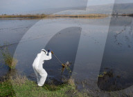 NEWS - Vogelgrippe im Naturreservat Hula-Tal, Nordisrael