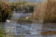 NEWS - Vogelgrippe im Naturreservat Hula-Tal, Nordisrael
