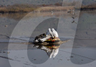 NEWS - Vogelgrippe im Naturreservat Hula-Tal, Nordisrael