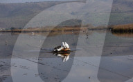 NEWS - Vogelgrippe im Naturreservat Hula-Tal, Nordisrael