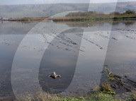 NEWS - Vogelgrippe im Naturreservat Hula-Tal, Nordisrael