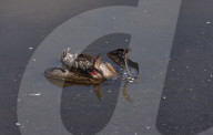 NEWS - Vogelgrippe im Naturreservat Hula-Tal, Nordisrael