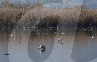 NEWS - Vogelgrippe im Naturreservat Hula-Tal, Nordisrael