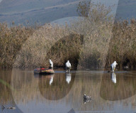 NEWS - Vogelgrippe im Naturreservat Hula-Tal, Nordisrael