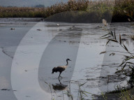 NEWS - Vogelgrippe im Naturreservat Hula-Tal, Nordisrael