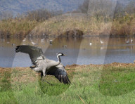 NEWS - Vogelgrippe im Naturreservat Hula-Tal, Nordisrael