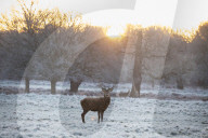 FEATURE -  Wintermorgen im Richmond Park, London