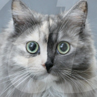 FEATURE - Kätzchen Geri hat ein Gesicht mit unterschiedlichem Fell