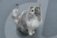 FEATURE - Kätzchen Geri hat ein Gesicht mit unterschiedlichem Fell