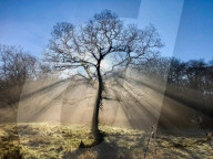 Winter scene Epping Forest