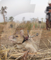 FEATURE - Landminensuchende Ratte erhält Goldmedaille für tierische Tapferkeit