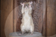 FEATURE - Landminensuchende Ratte erhält Goldmedaille für tierische Tapferkeit