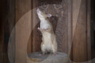 FEATURE - Landminensuchende Ratte erhält Goldmedaille für tierische Tapferkeit