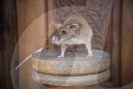 FEATURE - Landminensuchende Ratte erhält Goldmedaille für tierische Tapferkeit