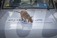 FEATURE - Landminensuchende Ratte erhält Goldmedaille für tierische Tapferkeit