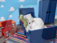 FEATURE - Hamster Bob wird bei Halterin Keti Kraja zum Fotomodel 