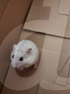 FEATURE - Hamster Bob wird bei Halterin Keti Kraja zum Fotomodel 
