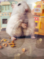 FEATURE - Hamster Bob wird bei Halterin Keti Kraja zum Fotomodel 