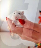 FEATURE - Hamster Bob wird bei Halterin Keti Kraja zum Fotomodel 