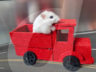 FEATURE - Hamster Bob wird bei Halterin Keti Kraja zum Fotomodel 