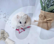 FEATURE - Hamster Bob wird bei Halterin Keti Kraja zum Fotomodel 
