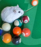 FEATURE - Hamster Bob wird bei Halterin Keti Kraja zum Fotomodel 
