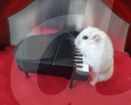 FEATURE - Hamster Bob wird bei Halterin Keti Kraja zum Fotomodel 