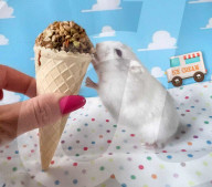 FEATURE - Hamster Bob wird bei Halterin Keti Kraja zum Fotomodel 