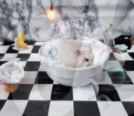 FEATURE - Hamster Bob wird bei Halterin Keti Kraja zum Fotomodel 