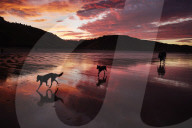 Warning as hundreds of dogs fall sick after beach walks on Yorkshire coast