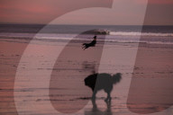 Warning as hundreds of dogs fall sick after beach walks on Yorkshire coast