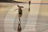 Warning as hundreds of dogs fall sick after beach walks on Yorkshire coast