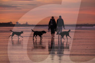 Warning as hundreds of dogs fall sick after beach walks on Yorkshire coast