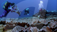 NEWS - Grosses intaktes Korallenriff vor der Küste von Tahiti entdeckt