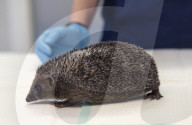 Hedgehog regrows his spines with daily massages using Aloe Vera gel.